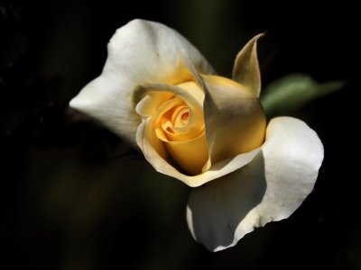 1024flower100dP9183095.jpg