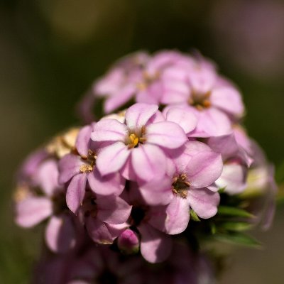 800flower322P9183427.jpg