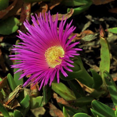 800flower1P9301038.jpg