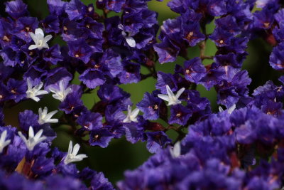 1024flower6P9300768.jpg
