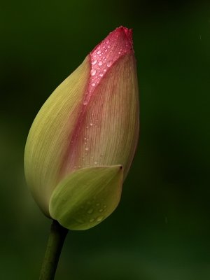 600flower114bPB171027.jpg