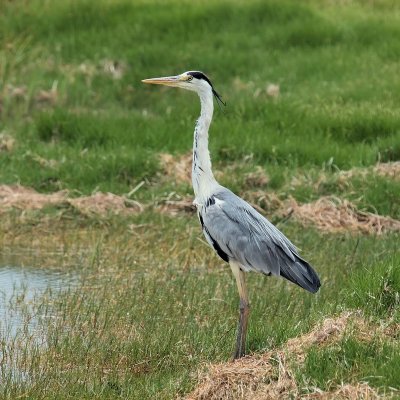 800heron23bestPC104256.jpg