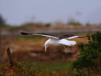 Kelp Gull