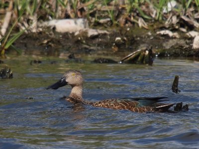 Cape Shoveler