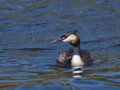Greater Creasted Grebe
