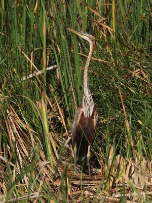 Purple Heron