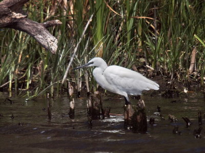 Little Egret