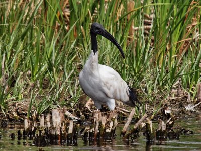 Sacred (Scaby) Ibis