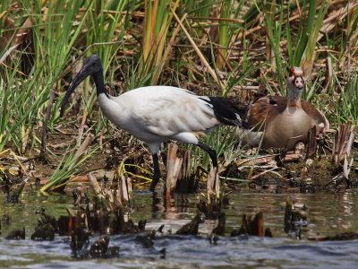 Sacred (Scaby) Ibis