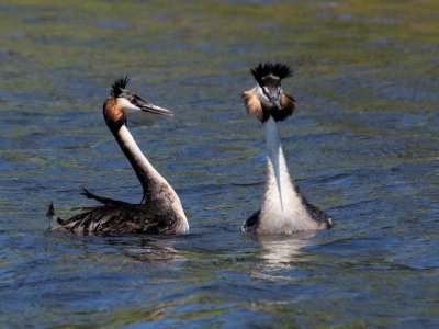 Greater Crested Grebe