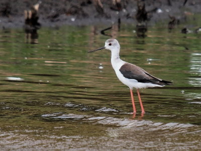 Black Winged Stilt