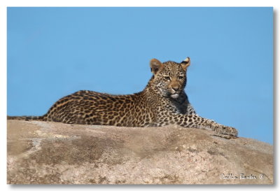 1024xleopardP6a100388.JPG