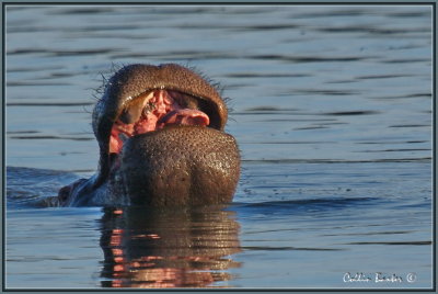 1024hippo624P6164112V.jpg