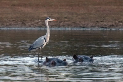 1024heron411aP6154297V.jpg