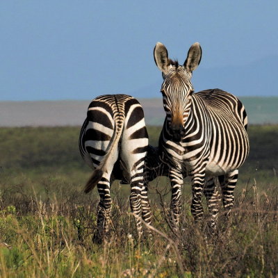 Wild Animals South Africa