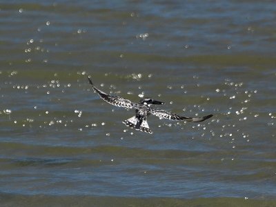 800fly kf-fly2P2057655.jpg