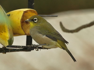 800cape white eye 1aP2270371.jpg