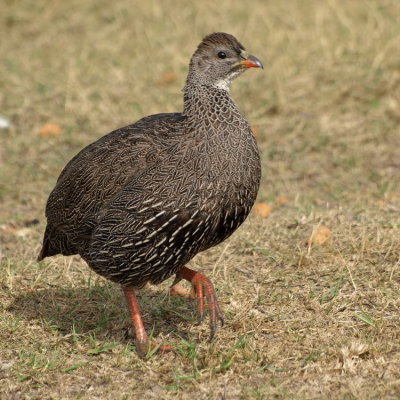 750francolin6P5138214.jpg