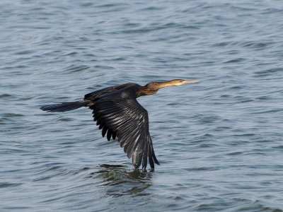 800darter1P5138305.jpg