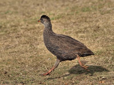 800francolin10aP5138217.jpg