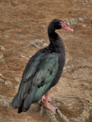600spurwingP5188700.jpg