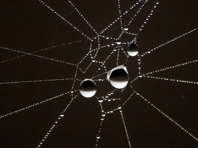 800spiderweb1aP5259226.jpg