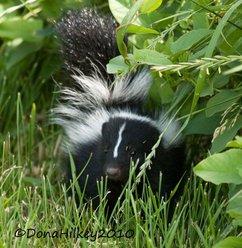 babyskunk-web.jpg