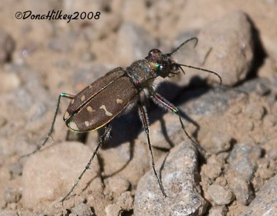 Western Tiger Beetle, Cicindela oregona