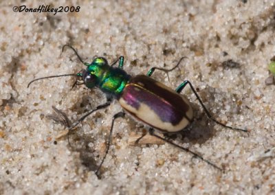 Maybell Tiger Beetles
