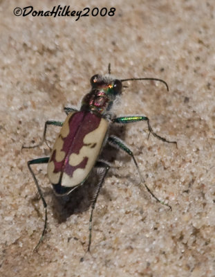 TIGER BEETLES