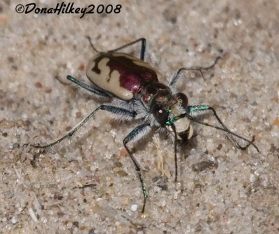 Blowout Tiger Beetle