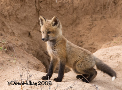 9-fox-3358-web.jpg