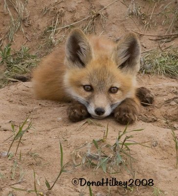 10-fox-9589-web.jpg