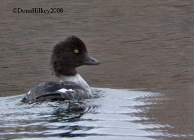 Barrow's Goldeneye Gallery