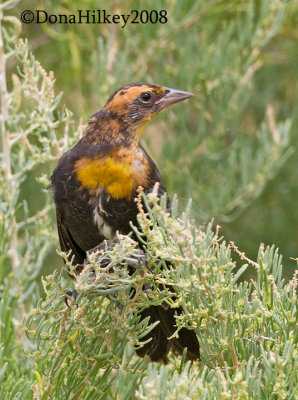 yellowheadedblackbird-aug2008-rbl.jpg