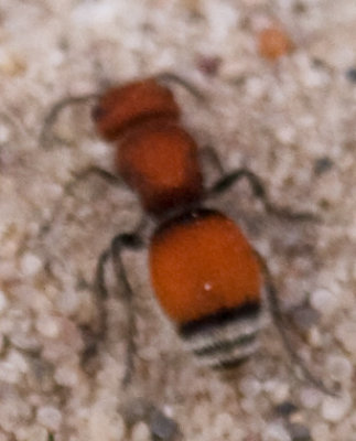 Velvet Ant