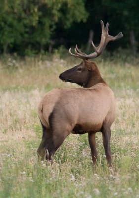bull-elk-looking-over-shoulder.jpg