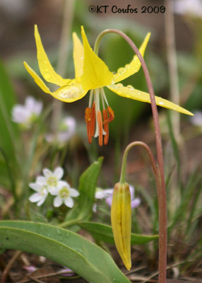 Glacier or Avalanche Lily