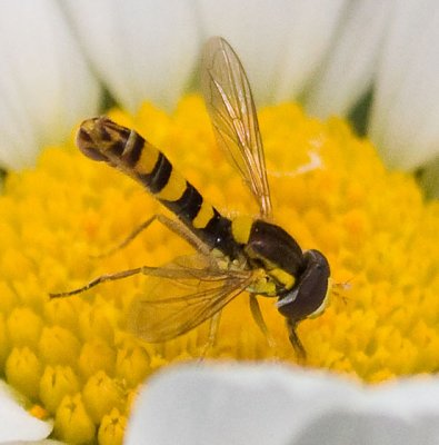 Hover Fly male   Sphaerosphora sp.