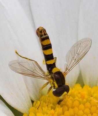 Hover Fly   Sphaerophora sp. male