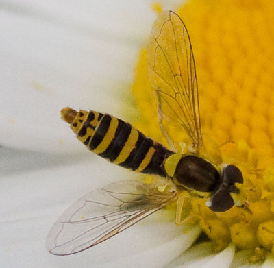 Hover Fly female   Sphaerophoria sp.1101-12June2009-yard.jpg