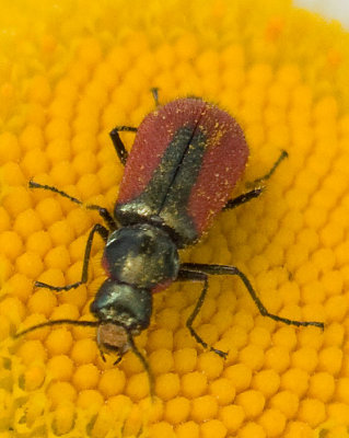Scarlet Malachite Beetle    Malachius aeneus