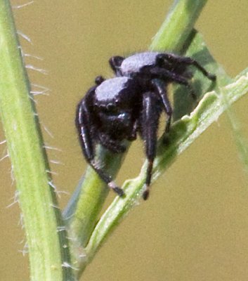 Gray Jumping Spider, Species Phidippus octopunctatus