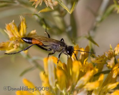 Wasp, Podolonia