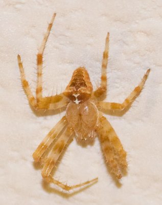 Cat-faced Spider,Species Araneus gemmoides