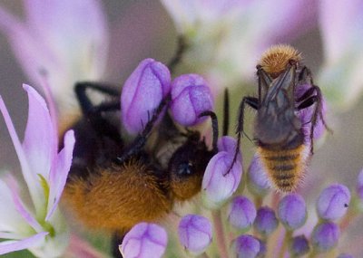 Two species of Velvet Ants