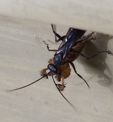 Spider Wasp, Auplopus