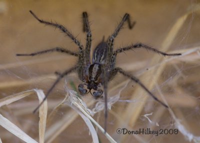 Grass Spider, Agelenopsis