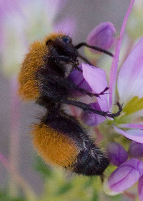 Velvet Ant, Dasymutilla creusa