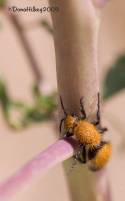 Velvet Ant, Dasymutilla creusa